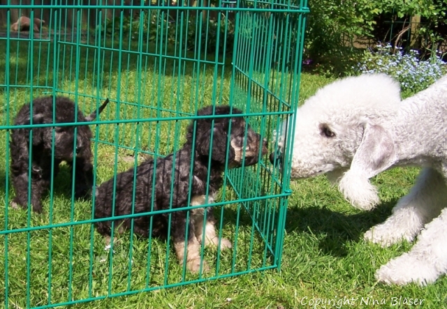 Alanna & Alanus mit Svet-1.jpg